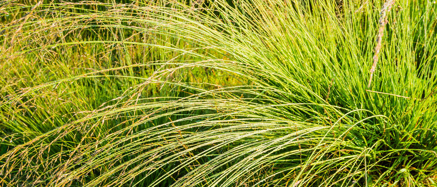 Molinia