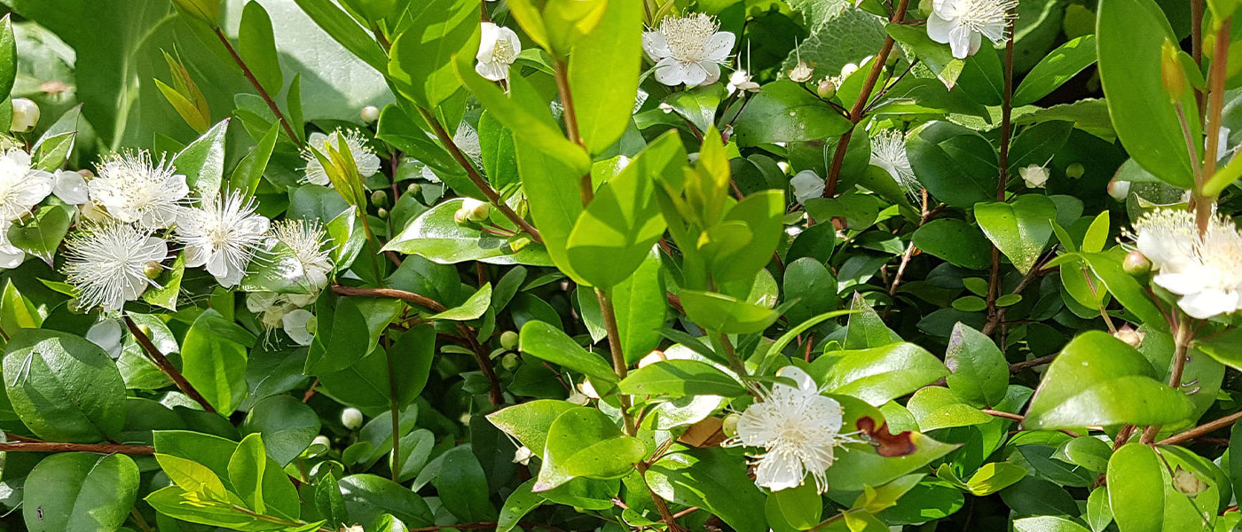 Myrteplant