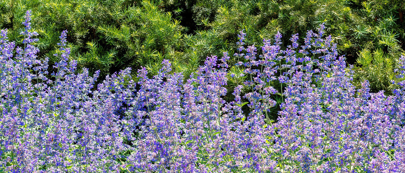Nepeta Collectie