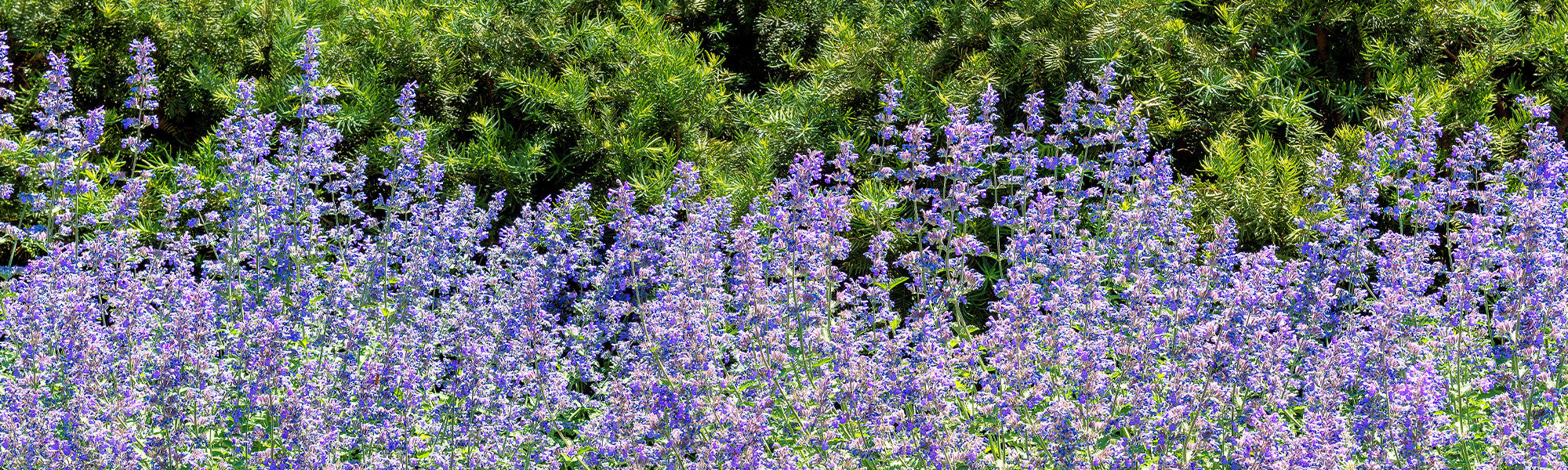Kattenkruid - Nepeta cataria