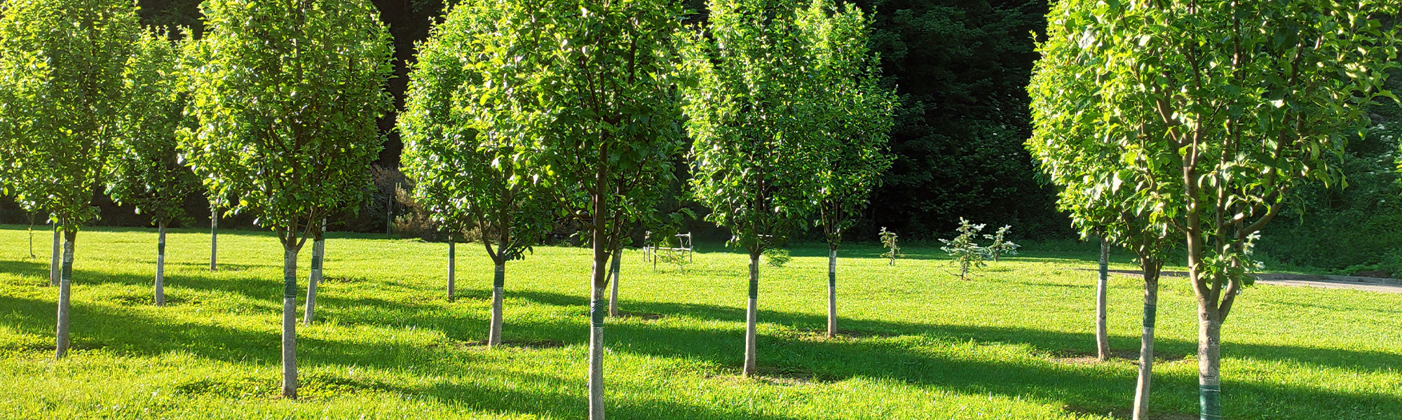 Nieuwe bomen voor schaduw, privacy en structuur | Willemse
