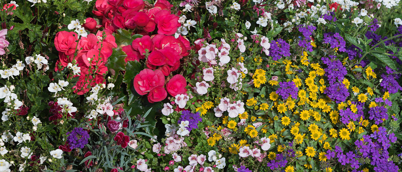 Nieuwe plantenaanwinsten eenjarigen