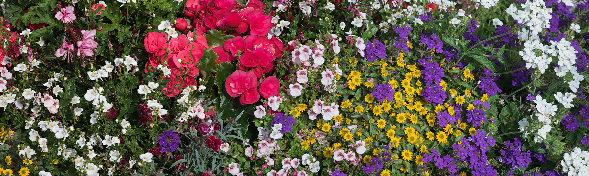 Nieuwe plantenaanwinsten eenjarigen