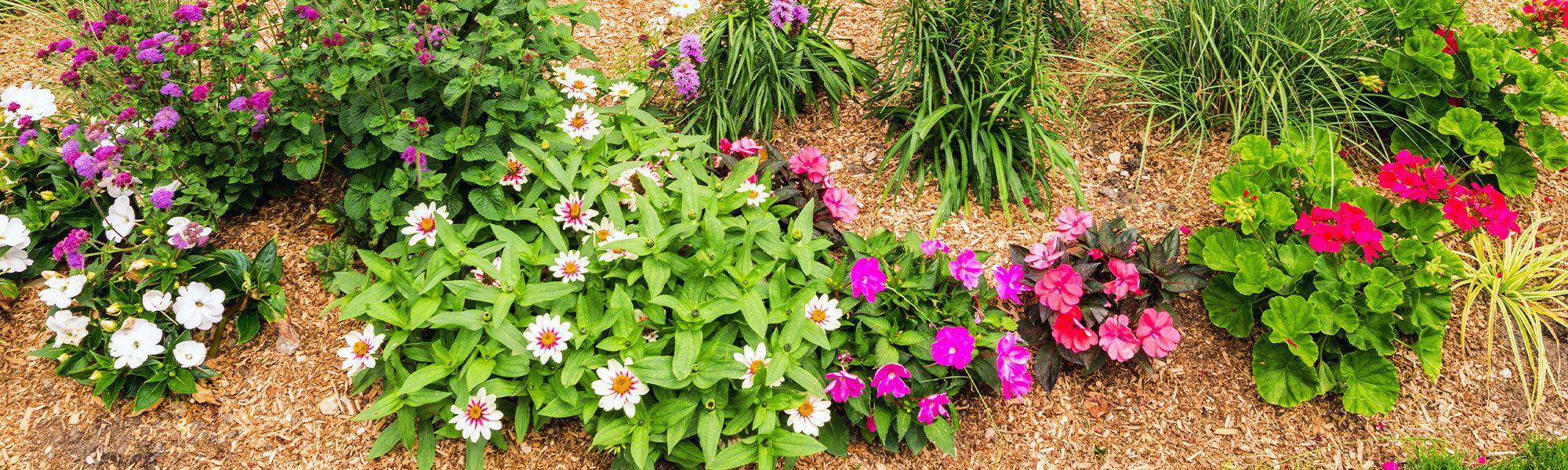 Nieuwe vaste planten