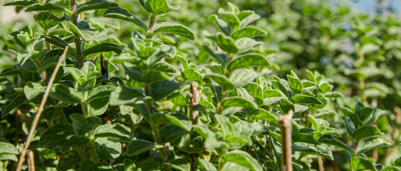 Oregano