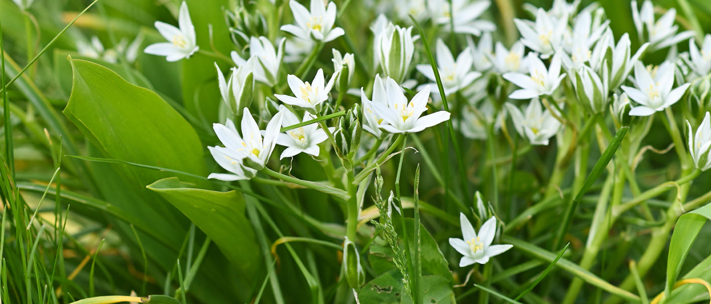 Ornithogalum