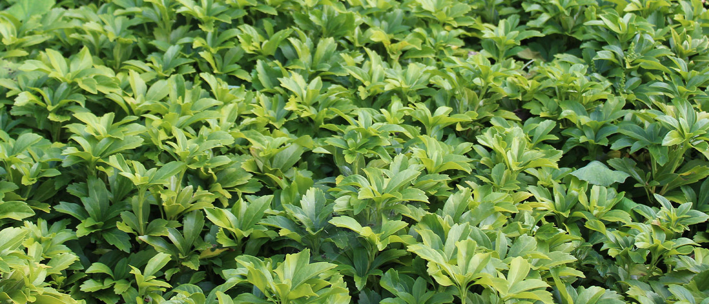 Pachysandra