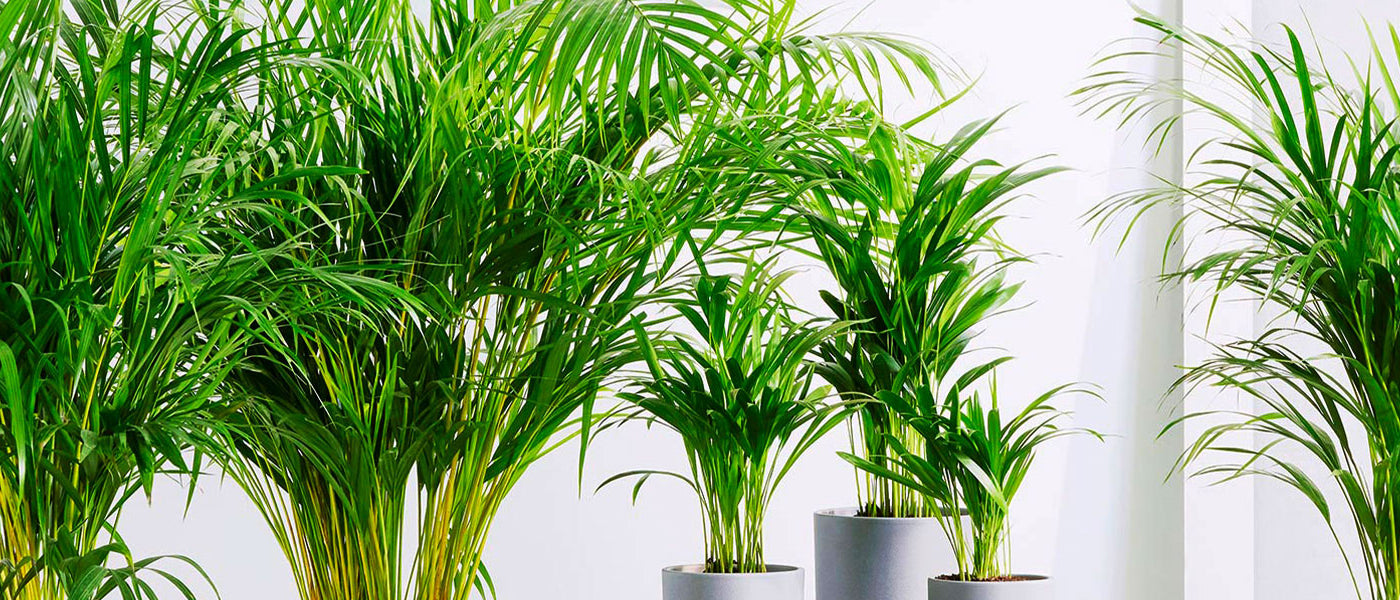 Areca plant