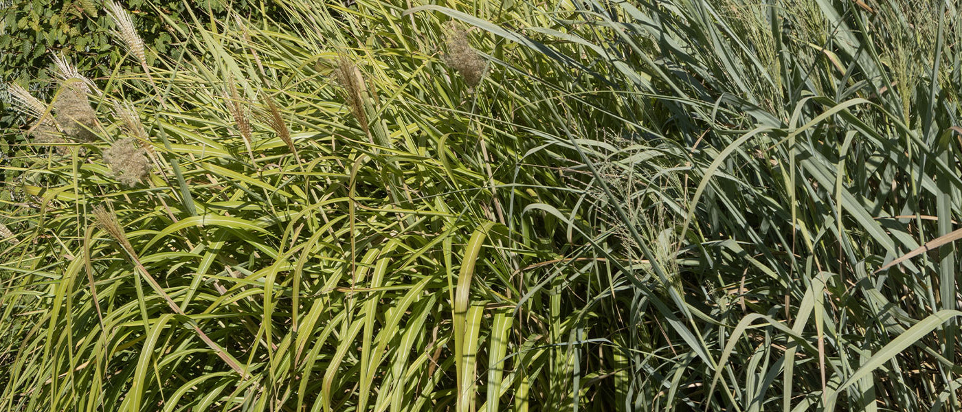 Panicum