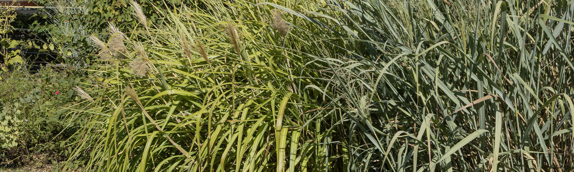 Panicum