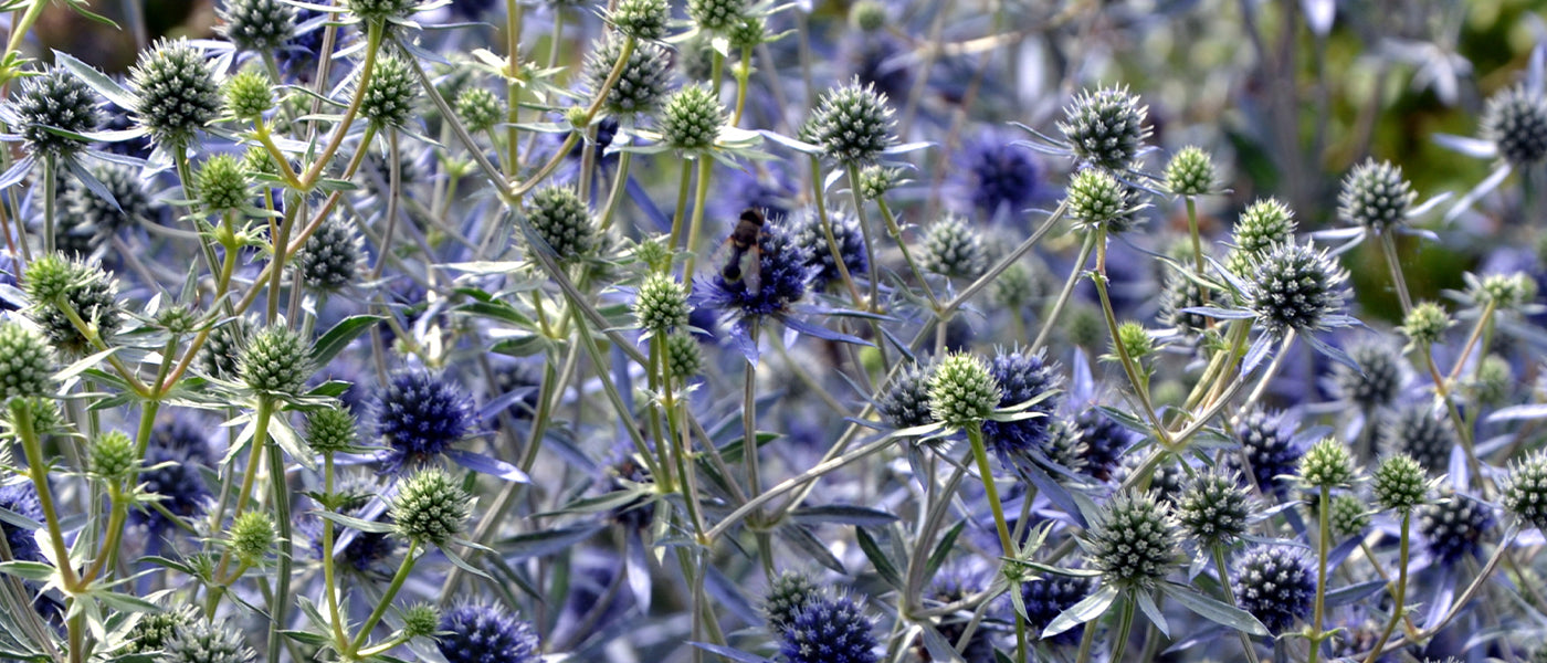 Yuccabladige distel - Eryngium yuccifolium
