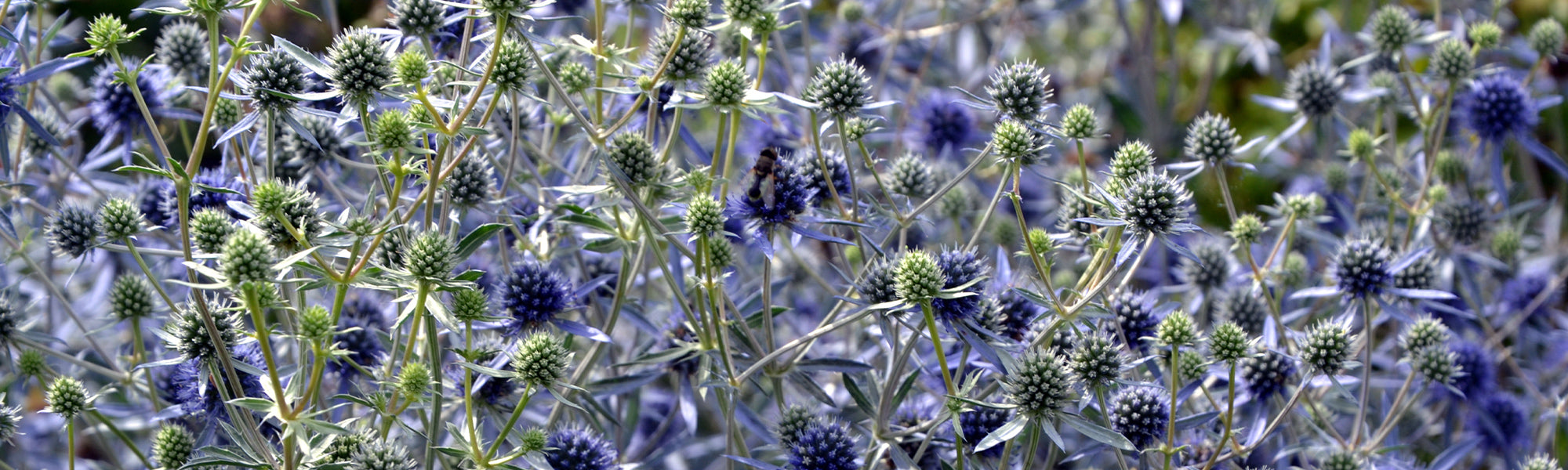Stinkende distel - Eryngium foetidum