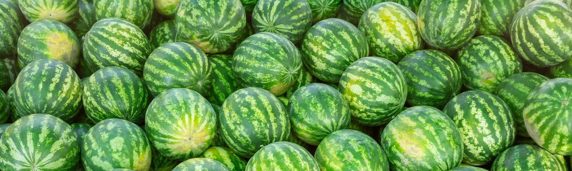 Watermeloen - Citrullus lanatus