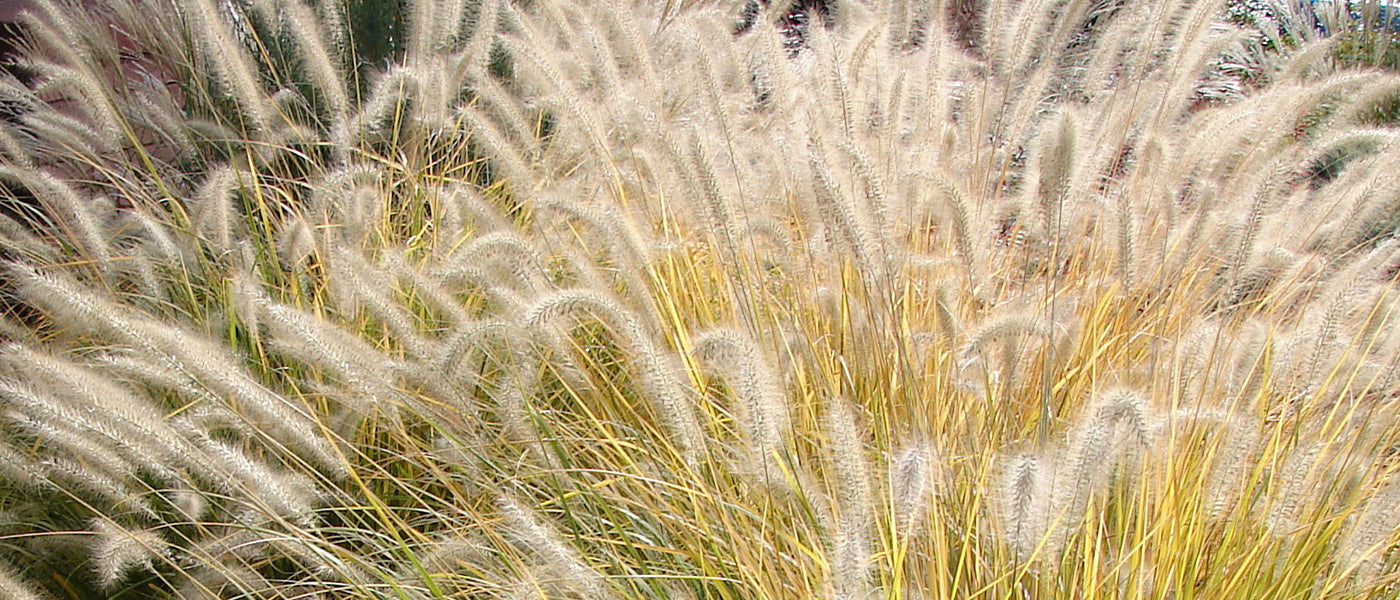 Oosters lampenpoetsersgras - Pennisetum orientale