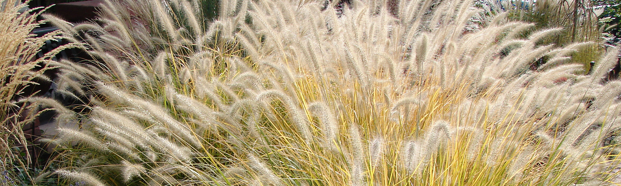 Wollig lampenpoetsersgras - Pennisetum lanatum