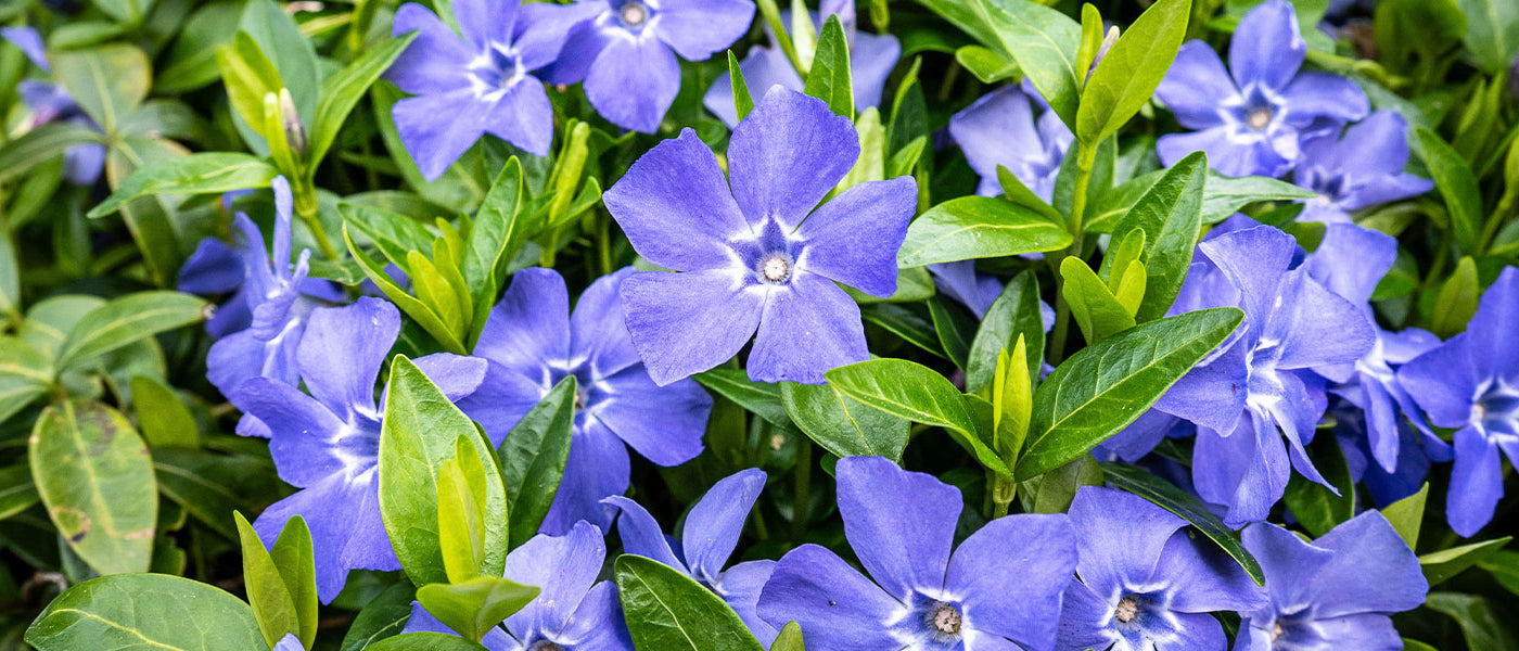 Blauw