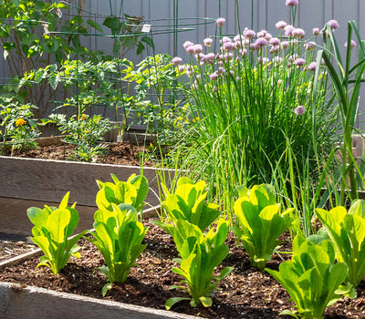 Planten voor kleine ruimtes