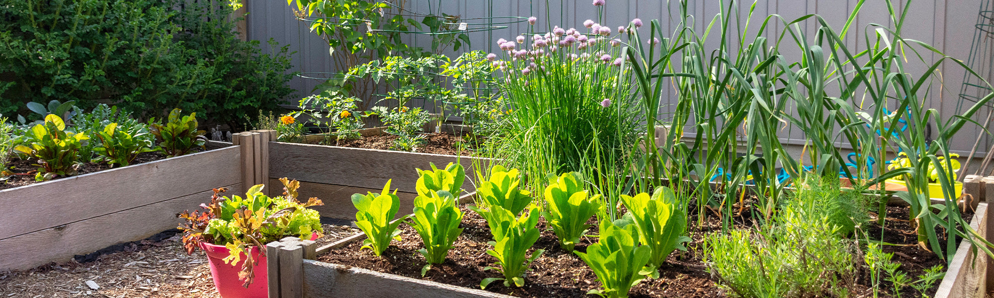 Planten voor kleine ruimtes