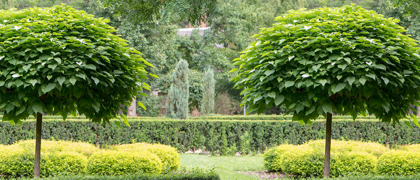 Kleine Tuinbomen