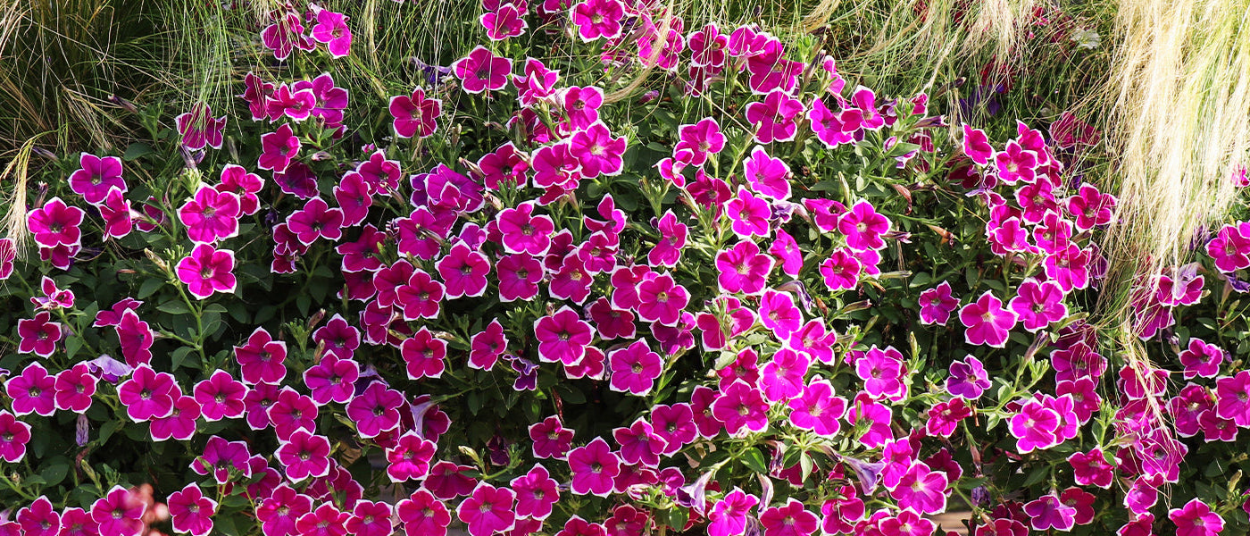 Petunia's