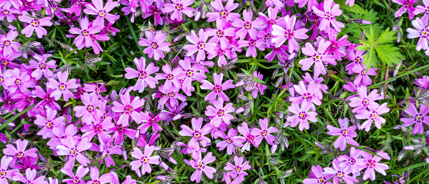 Kruipphlox - Phlox subulata