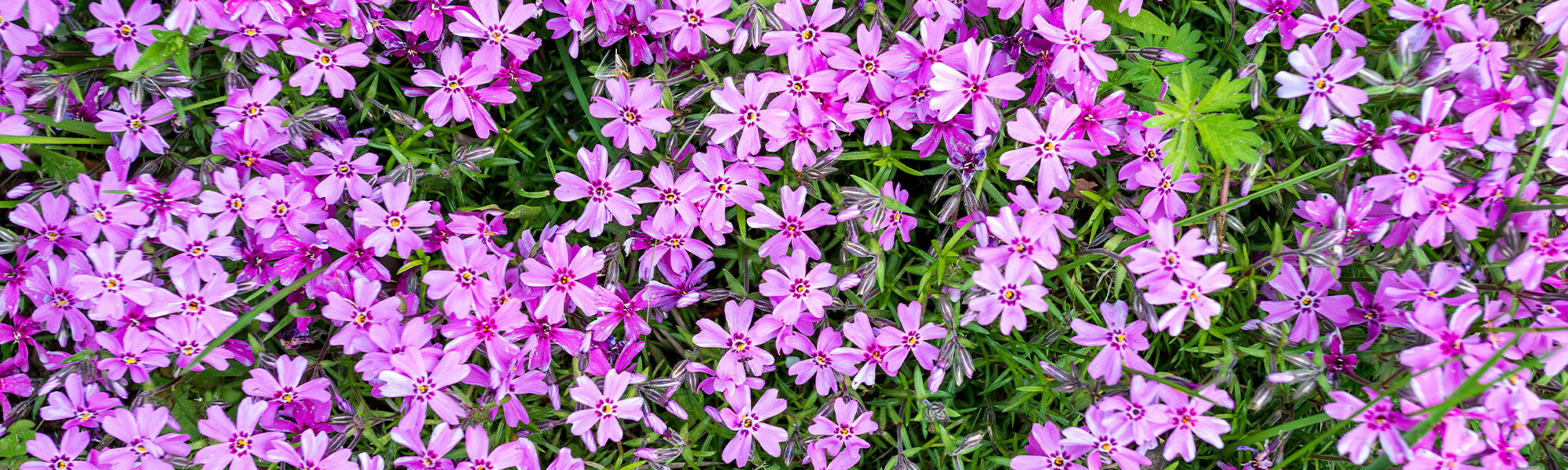 Kruipphlox - Phlox subulata