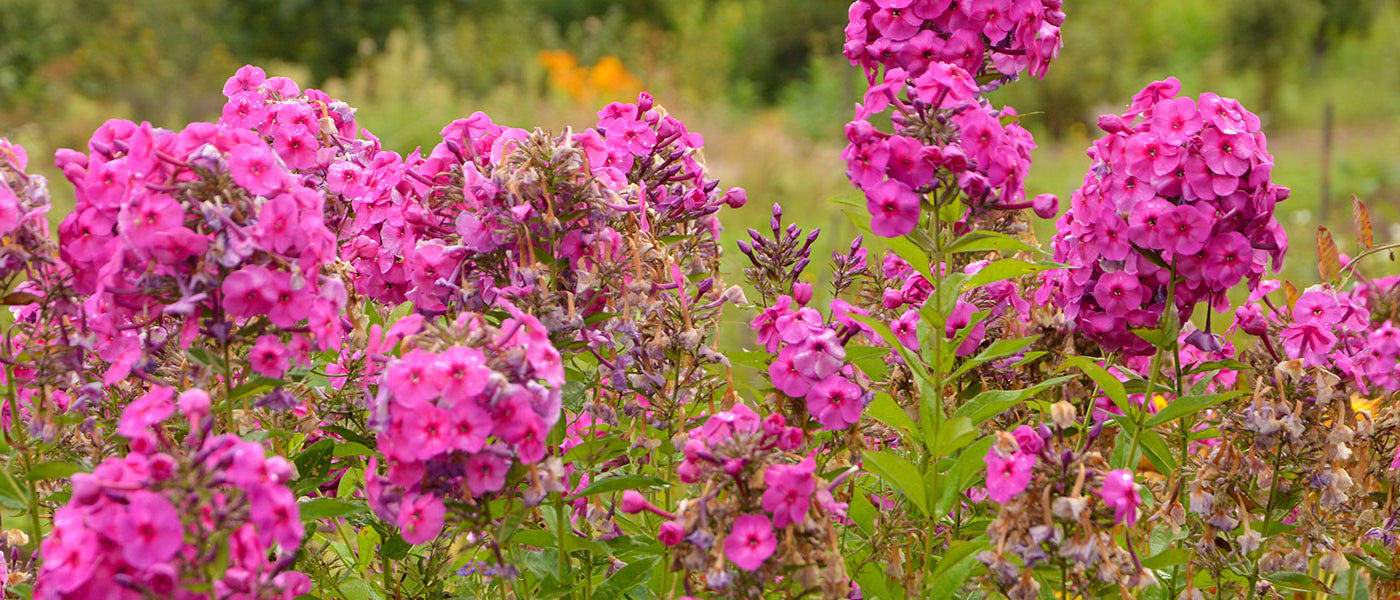 Phlox paniculata