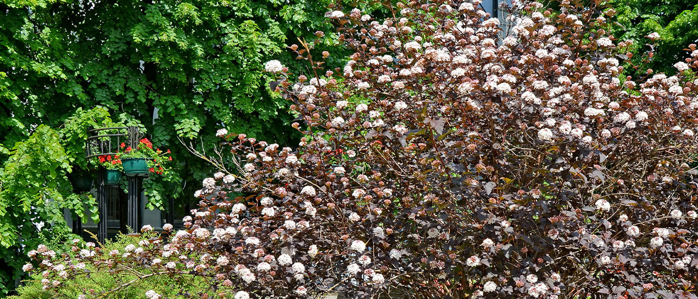 Physocarpus (Blaasspirea)
