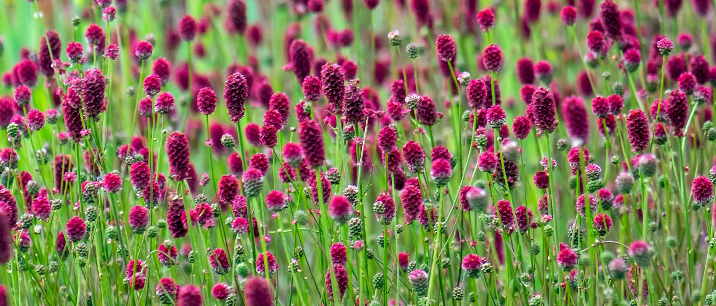 Pimpernel - Sanguisorba