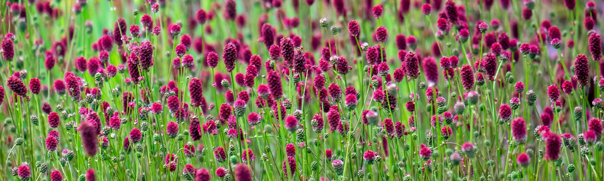 Pimpernel - Sanguisorba