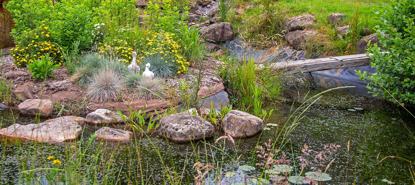 Planten voor vochtige gebieden
