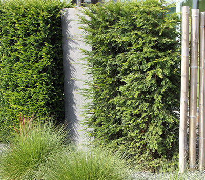 Geluidswerende planten