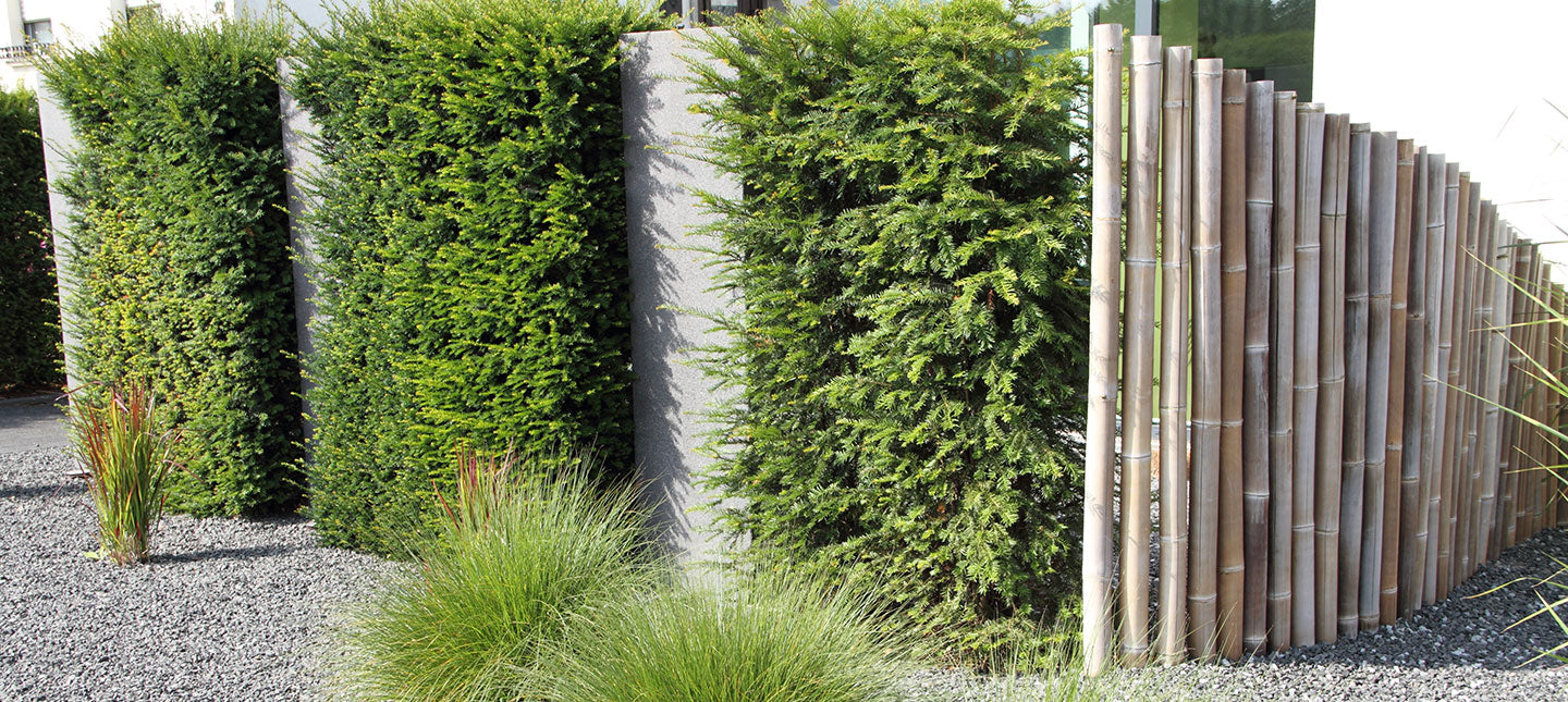 Geluidswerende planten