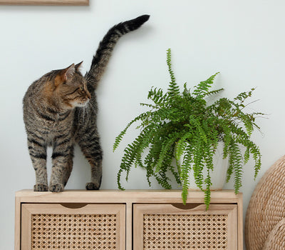 Kamerplanten voor katten en honden