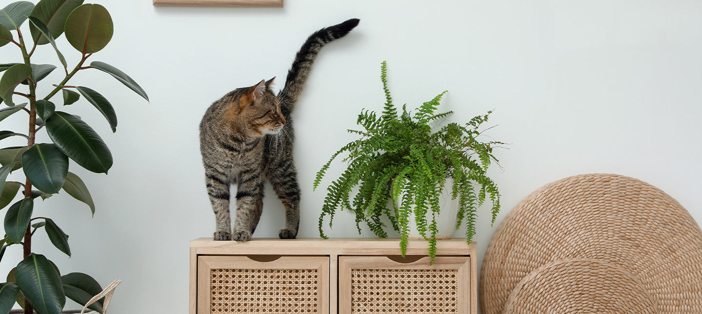 Kamerplanten voor katten en honden