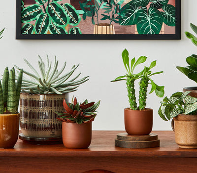 Trendy Kamerplanten