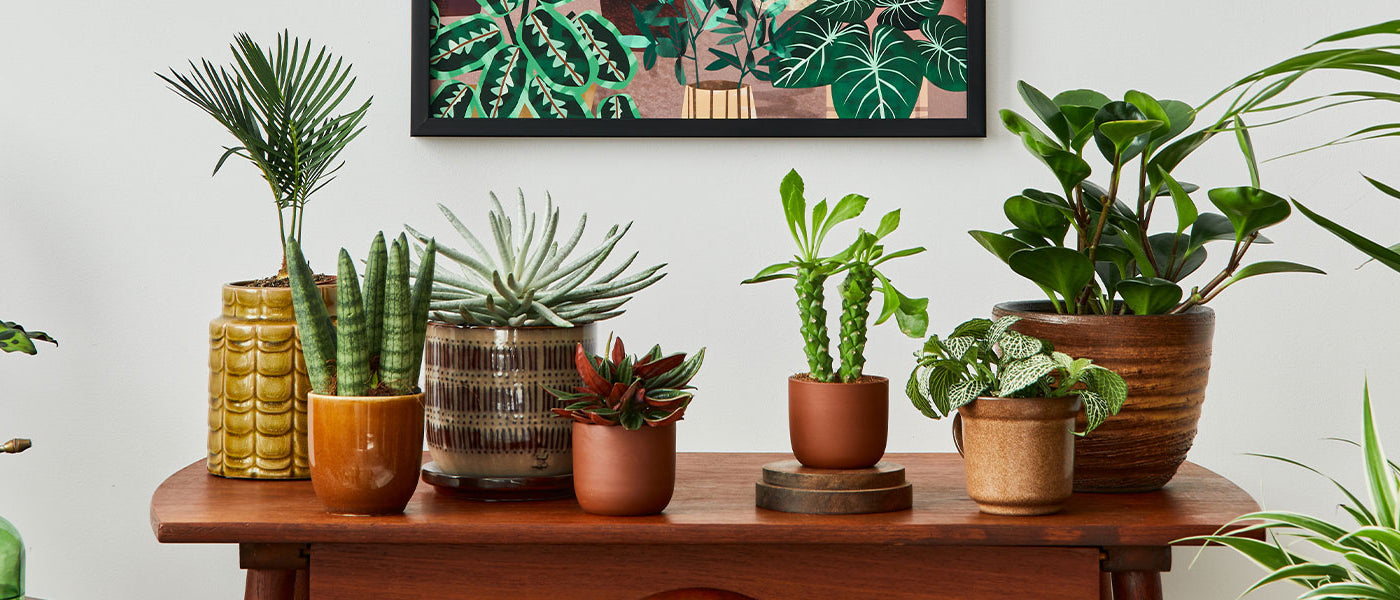 Trendy Kamerplanten
