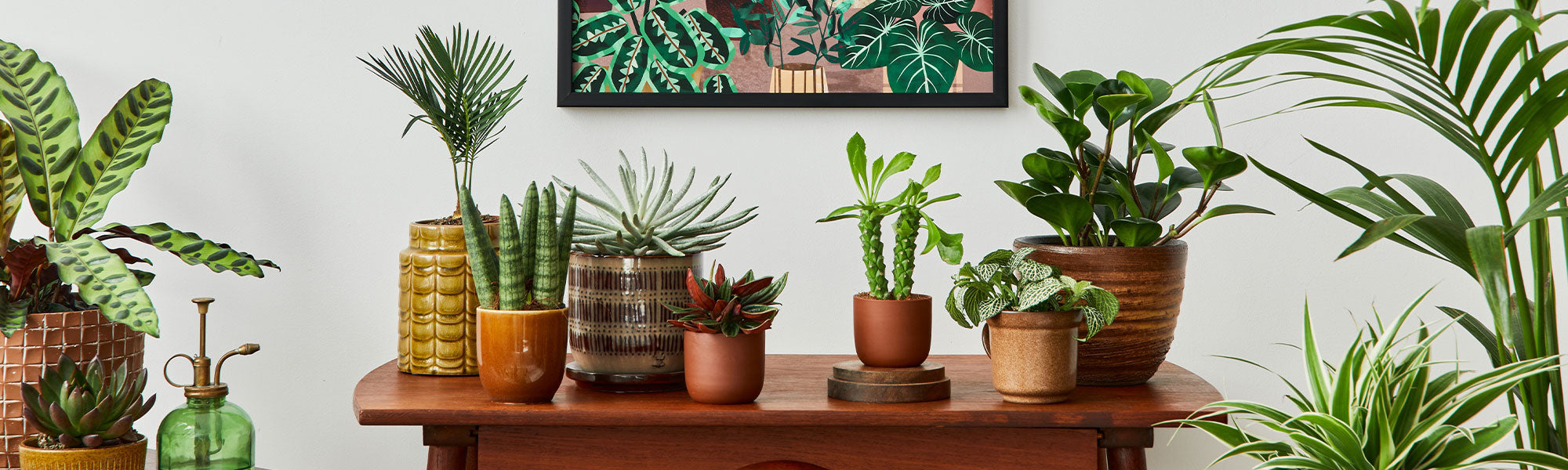 Trendy Kamerplanten