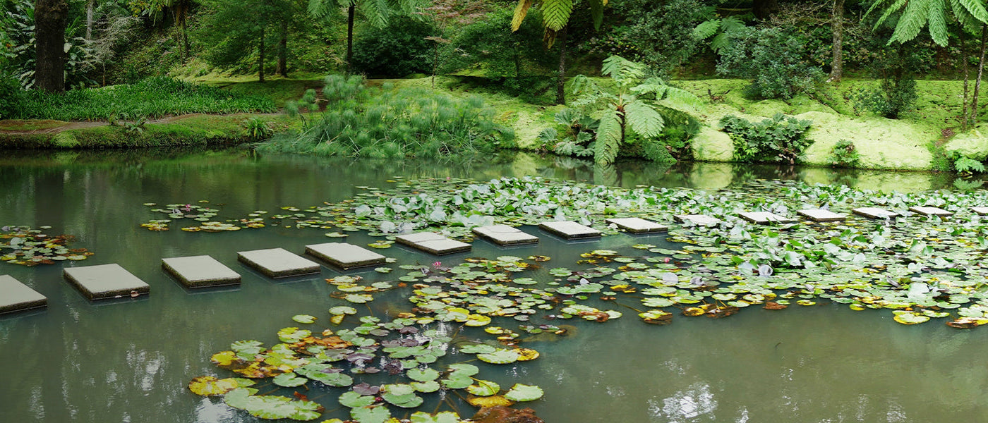 Vijverplanten