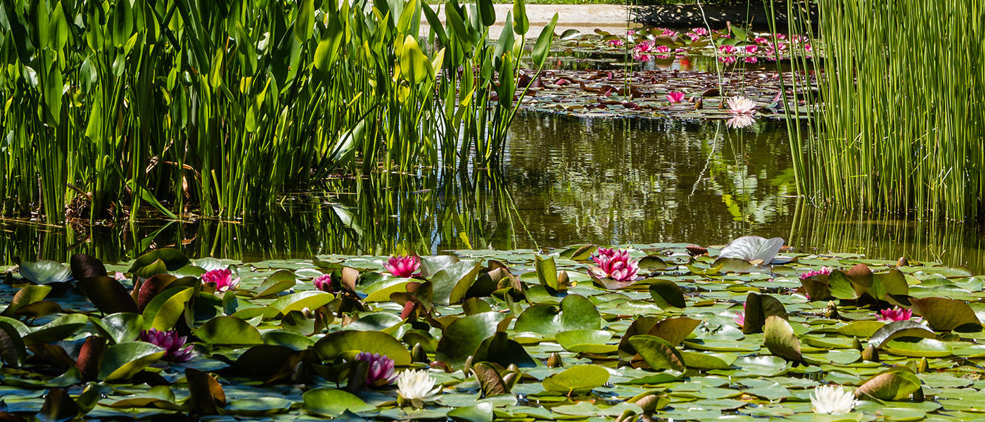 Collecties van waterplanten