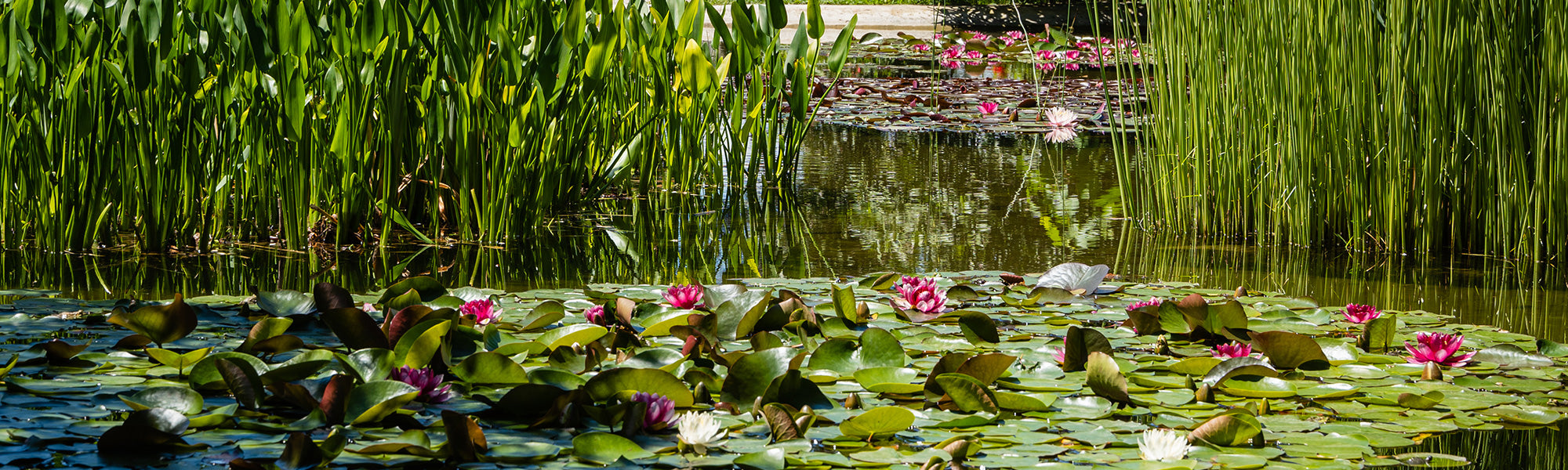 Collecties van waterplanten