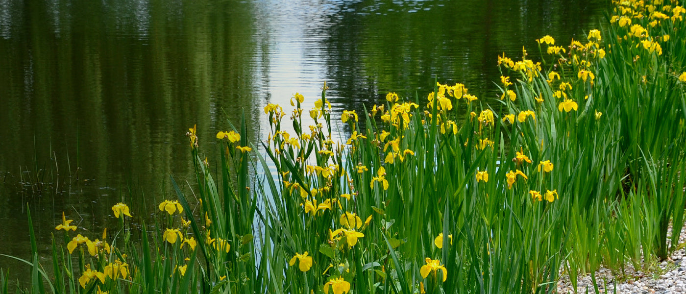 Oeverplanten