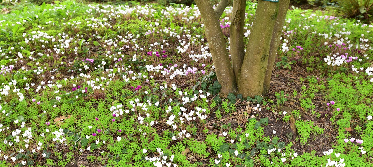 Onderbeplanting