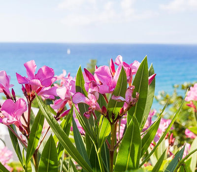 Planten voor mediterraan klimaat