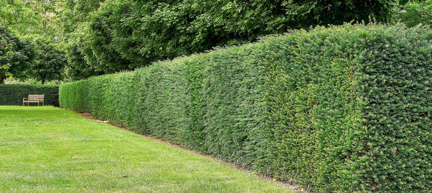 Haagplanten