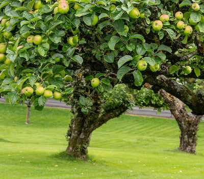 Planten voor een fruittuin