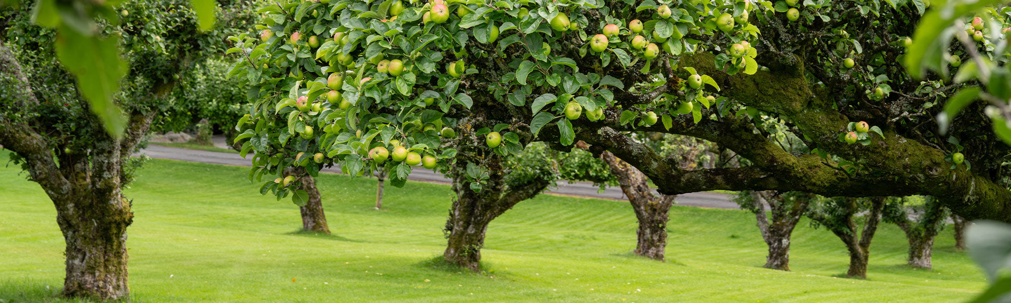 Planten voor een fruittuin