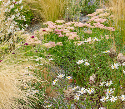 Weerbare planten