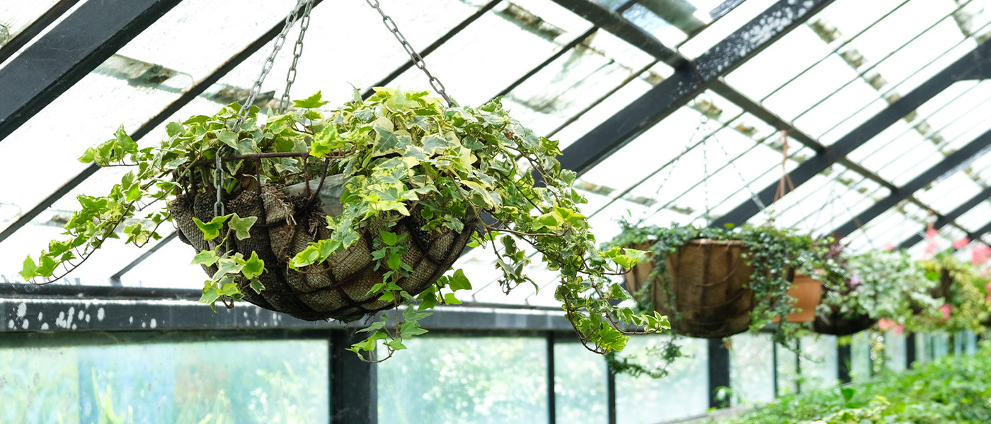 Hangplanten
