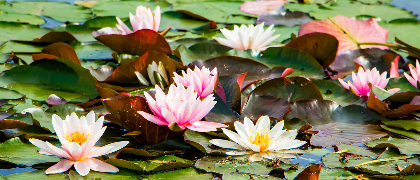 Waterplanten